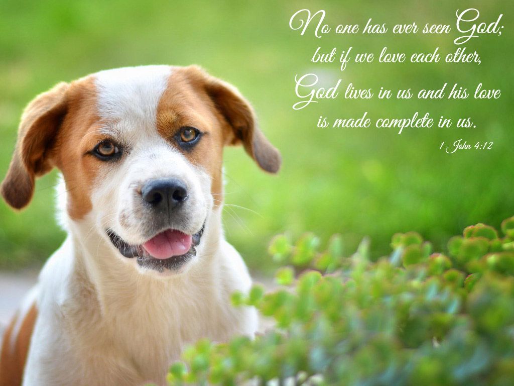 Prayer-For-Animals-In-Shelters